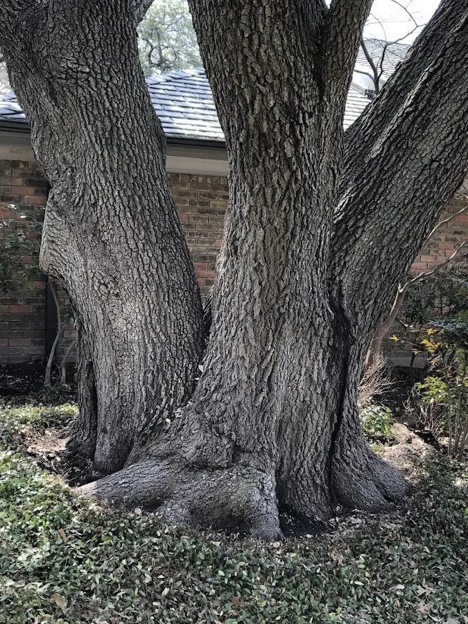 Mature heritage tree close to a Millhousen property cared for by certified arborists